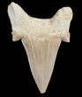 High Quality Otodus Shark Tooth Fossil #11545-1